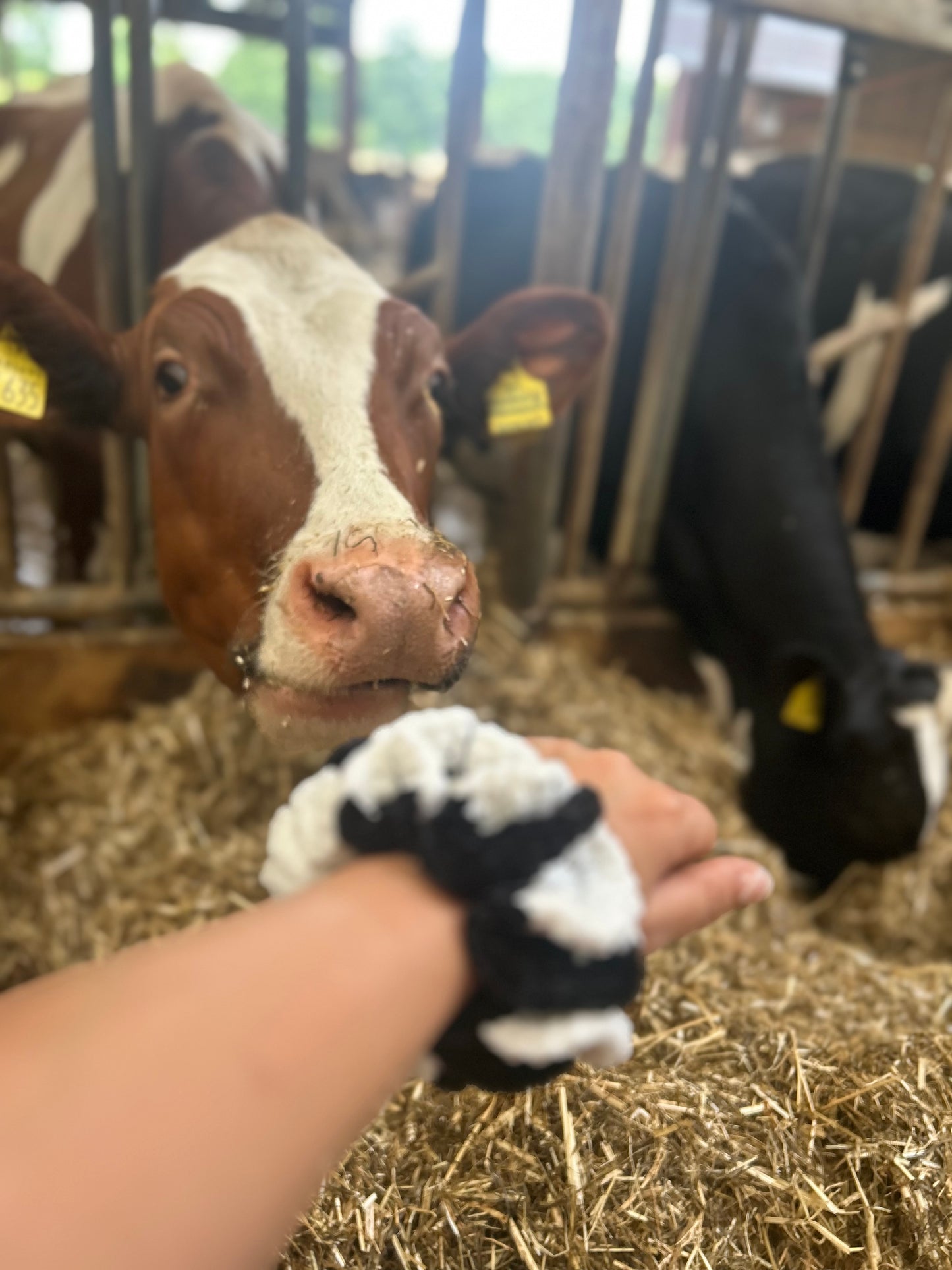 Cow scrunchie